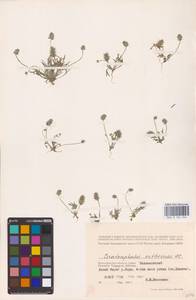 Ceratocephala orthoceras DC., Восточная Европа, Нижневолжский район (E9) (Россия)