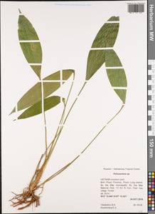 Peliosanthes, Зарубежная Азия (ASIA) (Вьетнам)