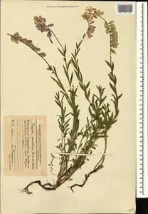 Истод анатолийский Boiss. & Heldr., Кавказ, Краснодарский край и Адыгея (K1a) (Россия)