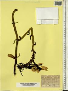 Vanilla phalaenopsis Rchb.f. ex Van Houtte, Африка (AFR) (Сейшельские острова)