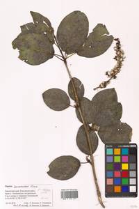 Тополь душистый Fisch., Сибирь, Чукотка и Камчатка (S7) (Россия)