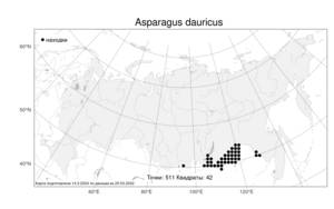 Asparagus dauricus, Спаржа даурская Fisch. ex Link, Атлас флоры России (FLORUS) (Россия)