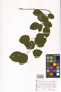 Amelanchier × spicata (Lam.) K.Koch, Восточная Европа, Центральный лесостепной район (E6) (Россия)