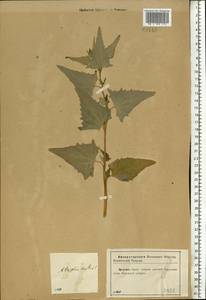 Лебеда стрелолистная, Лебеда лоснящаяся Borkh., Восточная Европа, Центральный район (E4) (Россия)