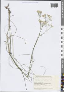 Пустынница длиннолистная (M.Bieb.) Fenzl, Восточная Европа, Центральный лесостепной район (E6) (Россия)