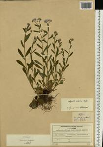 Незабудка лесная Ehrh. ex Hoffm., Восточная Европа, Московская область и Москва (E4a) (Россия)