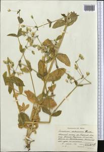 Dichodon davuricum (Fisch. ex Spreng.) Á.Löve & D.Löve, Средняя Азия и Казахстан, Северный и Центральный Тянь-Шань (M4) (Киргизия)