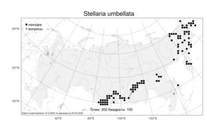 Stellaria umbellata, Звездчатка зонтичная Bunge, Атлас флоры России (FLORUS) (Россия)