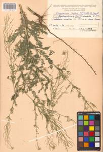 Дескурения Софии (L.) Webb ex Prantl, Восточная Европа, Средневолжский район (E8) (Россия)