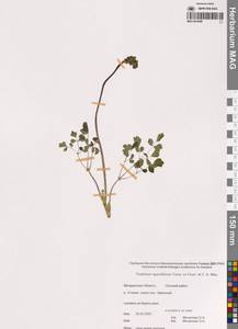 Василисник редкоцветковый Turcz. ex Fisch. & C.A.Mey., Сибирь, Чукотка и Камчатка (S7) (Россия)