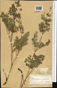 Bасилисник малый L., Средняя Азия и Казахстан, Джунгарский Алатау и Тарбагатай (M5) (Казахстан)