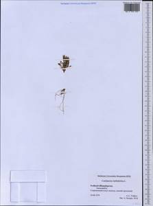 Сердечник маргаритколистный L., Западная Европа (EUR) (Шпицберген и Ян-Майен)