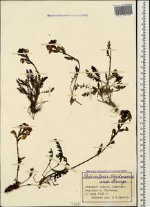 Мытник Нордманна Bunge, Кавказ, Ставропольский край, Карачаево-Черкесия, Кабардино-Балкария (K1b) (Россия)