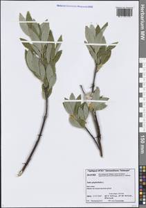 Ива филиколистная L., Сибирь, Центральная Сибирь (S3) (Россия)