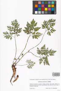 Купырь лесной (L.) Hoffm., Восточная Европа, Московская область и Москва (E4a) (Россия)