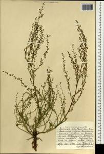 Полынь желтоцветная Krasch., Монголия (MONG) (Монголия)