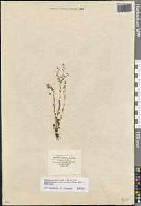 Myosotis alpestris subsp. suaveolens (Waldst. & Kit. ex Willd.) Strid, Восточная Европа, Московская область и Москва (E4a) (Россия)