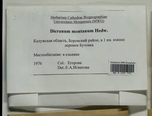 Orthodicranum montanum (Hedw.) Loeske, Гербарий мохообразных, Мхи - Центральное Нечерноземье (B6) (Россия)