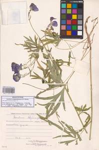 Борец железистый Rapaics, Сибирь, Чукотка и Камчатка (S7) (Россия)