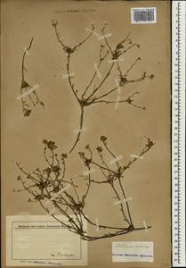 Cladanthus arabicus (L.) Cass., Зарубежная Азия (ASIA) (Неизвестно)