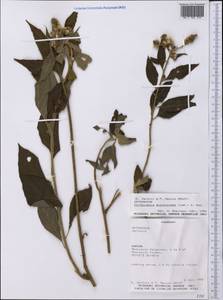 Cyrtocymura scorpioides (Lam.) H. Rob., Америка (AMER) (Парагвай)