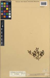 Lythrum thesioides subsp. linifolium (Kar. & Kir.) Koehne, Средняя Азия и Казахстан, Джунгарский Алатау и Тарбагатай (M5) (Казахстан)