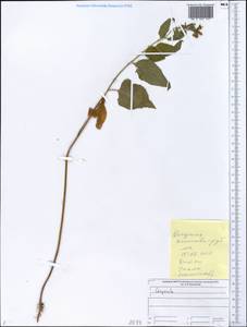 Колокольчик, Восточная Европа, Средневолжский район (E8) (Россия)