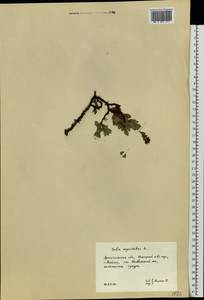 Ива миртолистная L., Восточная Европа, Северный район (E1) (Россия)