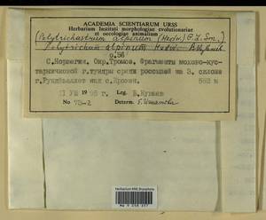 Polytrichastrum alpinum (Hedw.) G.L. Sm., Гербарий мохообразных, Мхи - Западная Европа (BEu) (Норвегия)