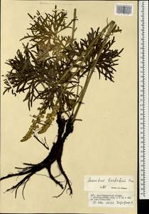 Борец бородатый Patrin ex Pers., Монголия (MONG) (Монголия)