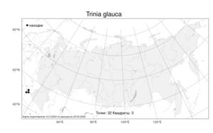 Trinia glauca, Триния сизая (L.) Dumort., Атлас флоры России (FLORUS) (Россия)