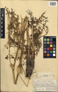 Ферула алайская Pimenov & Melibaev, Средняя Азия и Казахстан, Памир и Памиро-Алай (M2) (Киргизия)