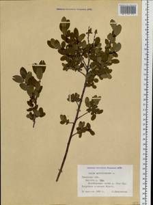 Ива черничная L., Сибирь, Западная Сибирь (S1) (Россия)