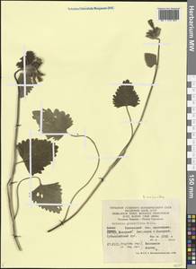 Betonica macrantha K.Koch, Кавказ, Краснодарский край и Адыгея (K1a) (Россия)