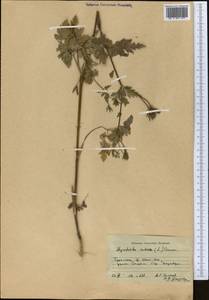 Chaerophyllum nodosum (L.) Crantz, Средняя Азия и Казахстан, Копетдаг, Бадхыз, Малый и Большой Балхан (M1) (Туркмения)