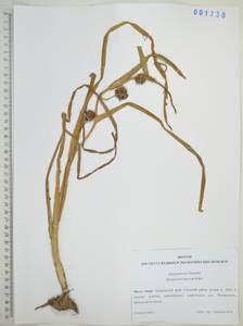 Ежеголовник всплывающий, Ежеголовник всплывший Rehmann, Сибирь, Дальний Восток (S6) (Россия)