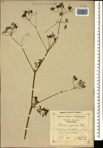 Anthriscus sylvestris subsp. sylvestris, Кавказ, Краснодарский край и Адыгея (K1a) (Россия)
