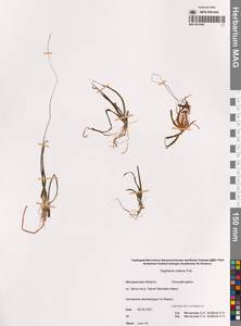 Стрелолист плавающий Pall., Сибирь, Чукотка и Камчатка (S7) (Россия)