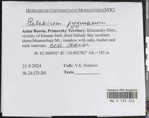 Pelekium pygmaeum (Schimp.) Touw, Гербарий мохообразных, Мхи - Дальний Восток (без Чукотки и Камчатки) (B20) (Россия)