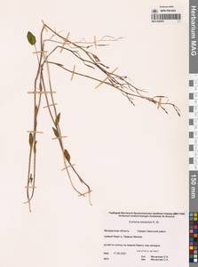 Эвтрема Эдвардса R.Br., Сибирь, Чукотка и Камчатка (S7) (Россия)