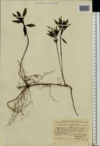 Пролесник многолетний L., Восточная Европа, Московская область и Москва (E4a) (Россия)