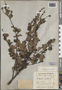 Береза кустарниковая Pall., Сибирь, Дальний Восток (S6) (Россия)