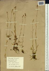 Камнеломка болотная L., Сибирь, Центральная Сибирь (S3) (Россия)