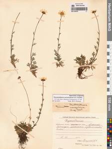 Chrysanthemum zawadzkii subsp. peleiolepis (Trautv.) Zuev, Сибирь, Чукотка и Камчатка (S7) (Россия)