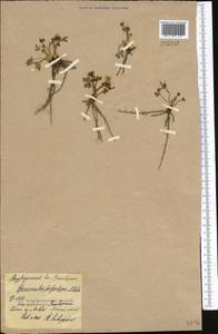 Ranunculus demissus DC., Средняя Азия и Казахстан, Северный и Центральный Казахстан (M10) (Казахстан)