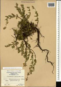 Солнцецвет монетолистный (L.) Mill., Кавказ, Южная Осетия (K4b) (Южная Осетия)