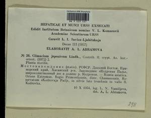 Climacium japonicum Lindb., Гербарий мохообразных, Мхи - Дальний Восток (без Чукотки и Камчатки) (B20) (Россия)