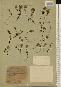Androsace chamaejasme subsp. lehmanniana (Spreng.) Hultén, Восточная Европа, Восточный район (E10) (Россия)