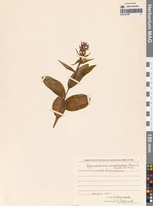 Galearis camtschatica (Cham.) X.H.Jin, Schuit. & W.T.Jin, Сибирь, Дальний Восток (S6) (Россия)