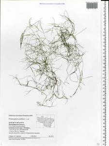 Рдест маленький L., Восточная Европа, Центральный район (E4) (Россия)